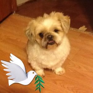 Meet your Posher, Amy